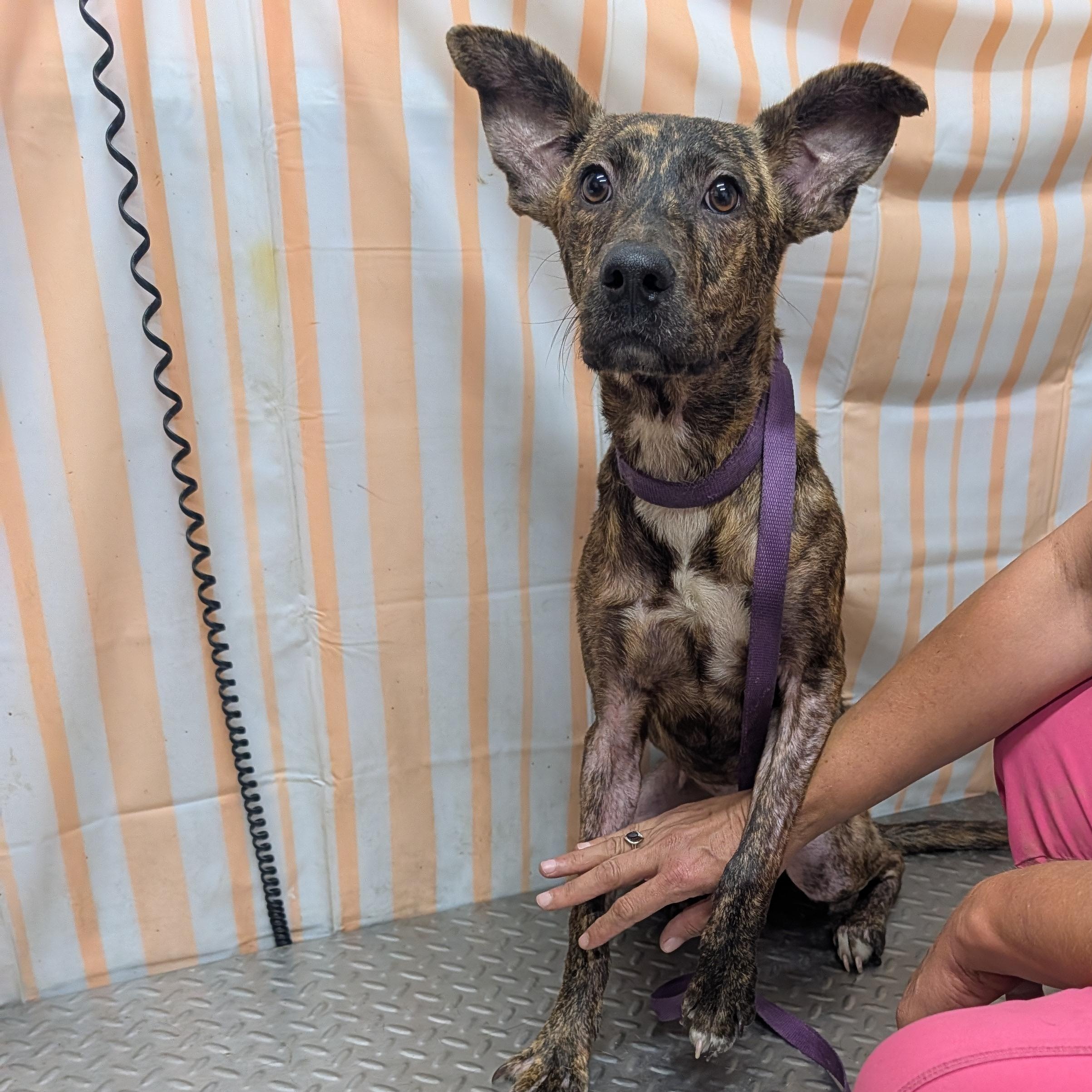 Enlarge Sarah, a Adoptable Mixed Breed in Hazard, KY image 1/2