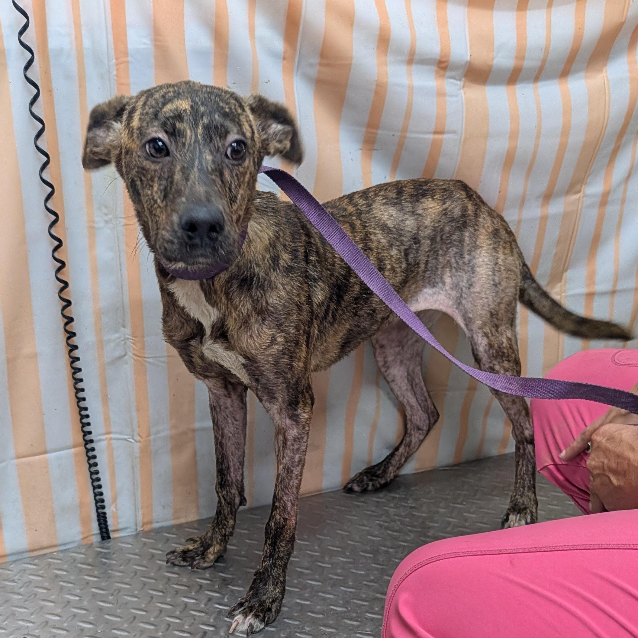 Enlarge Sarah, a Adoptable Mixed Breed in Hazard, KY image 2/2