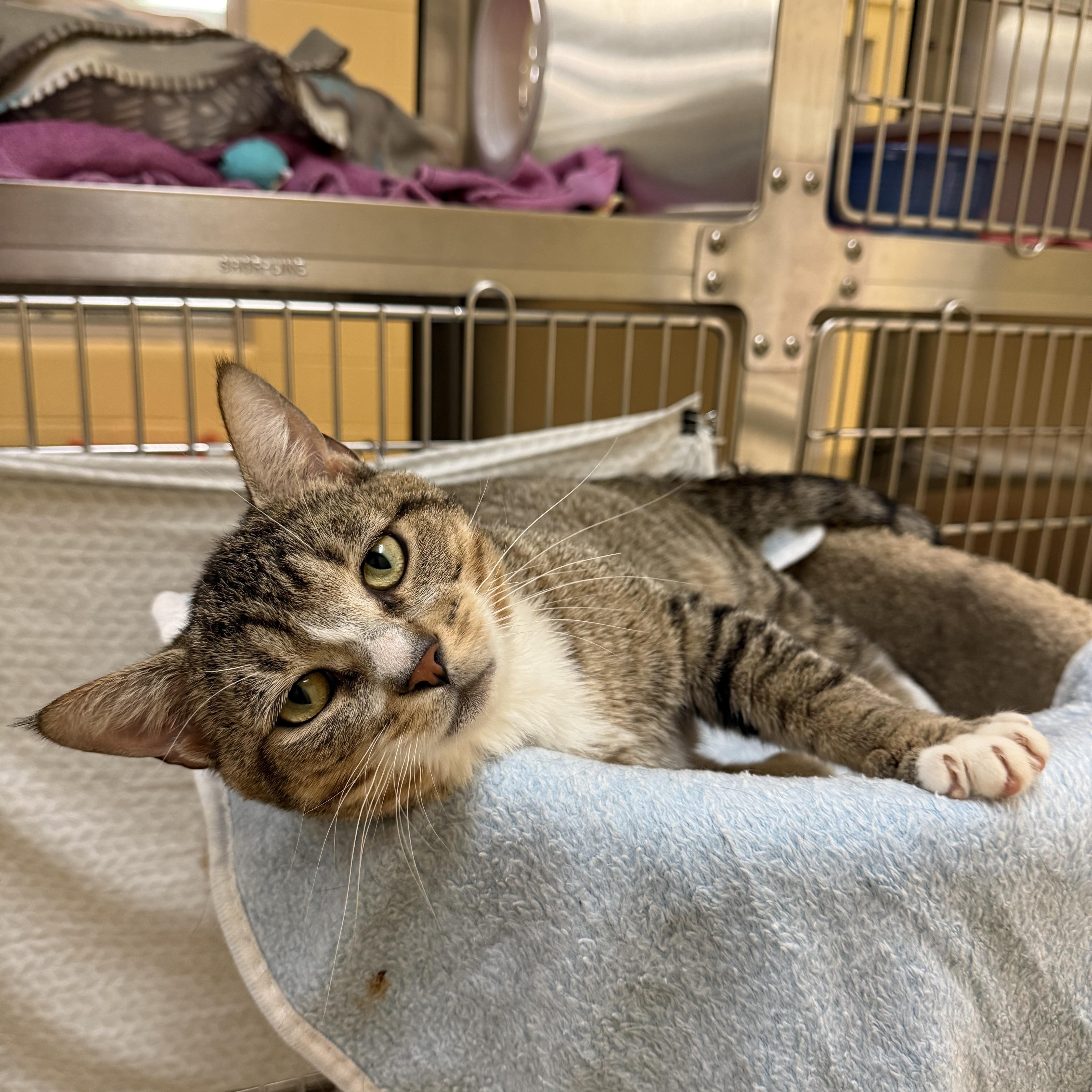 Enlarge Bart, a ADOPTABLE Domestic Short Hair in Brownsville, VT image 1/1