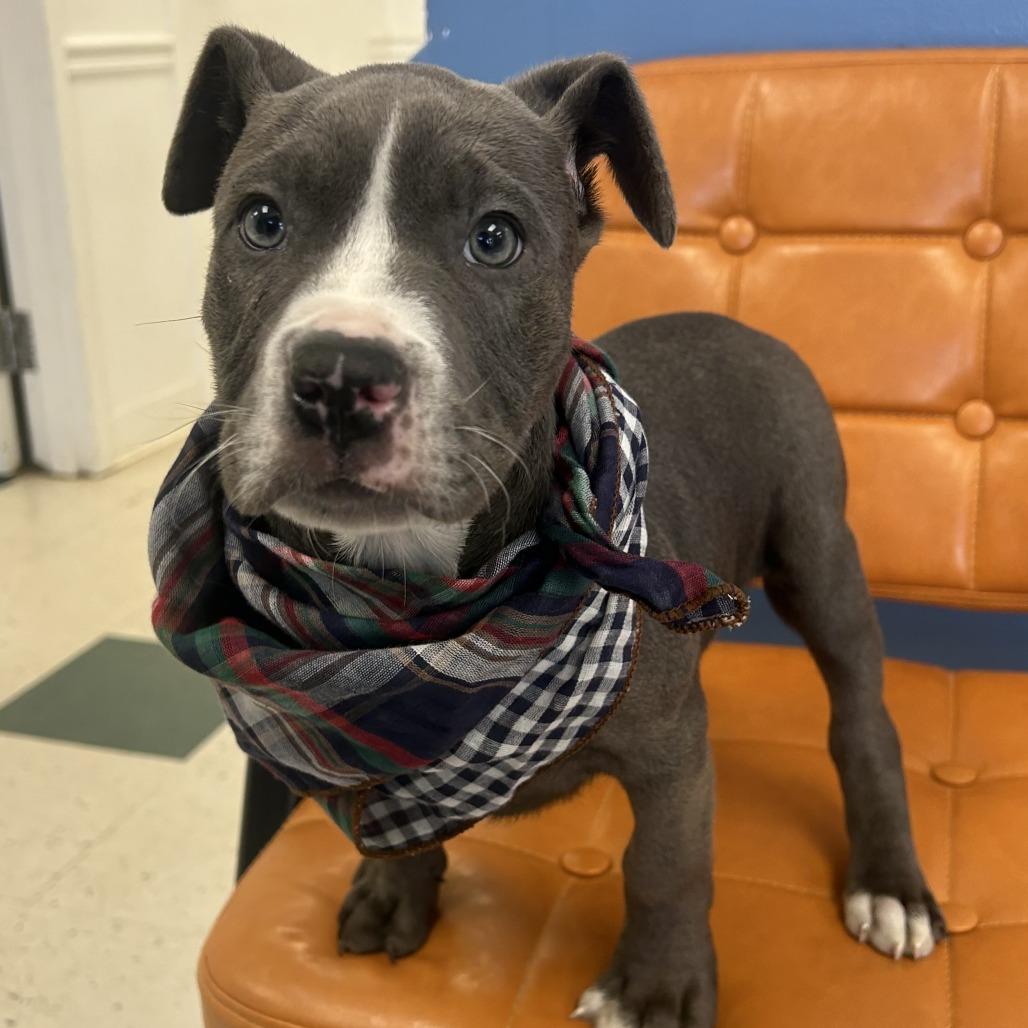 Elliot, Adoptable, Puppy Male Pit Bull Terrier.