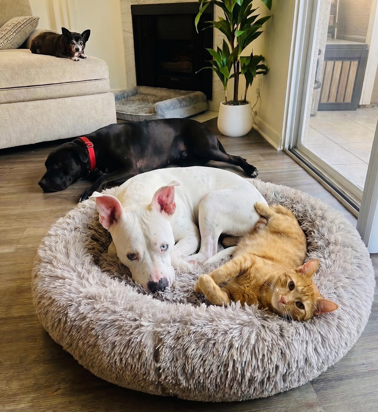 COOKIE - Loves cats & dogs, a ADOPTABLE mixed breed in Sherman Oaks, CA image 2/6