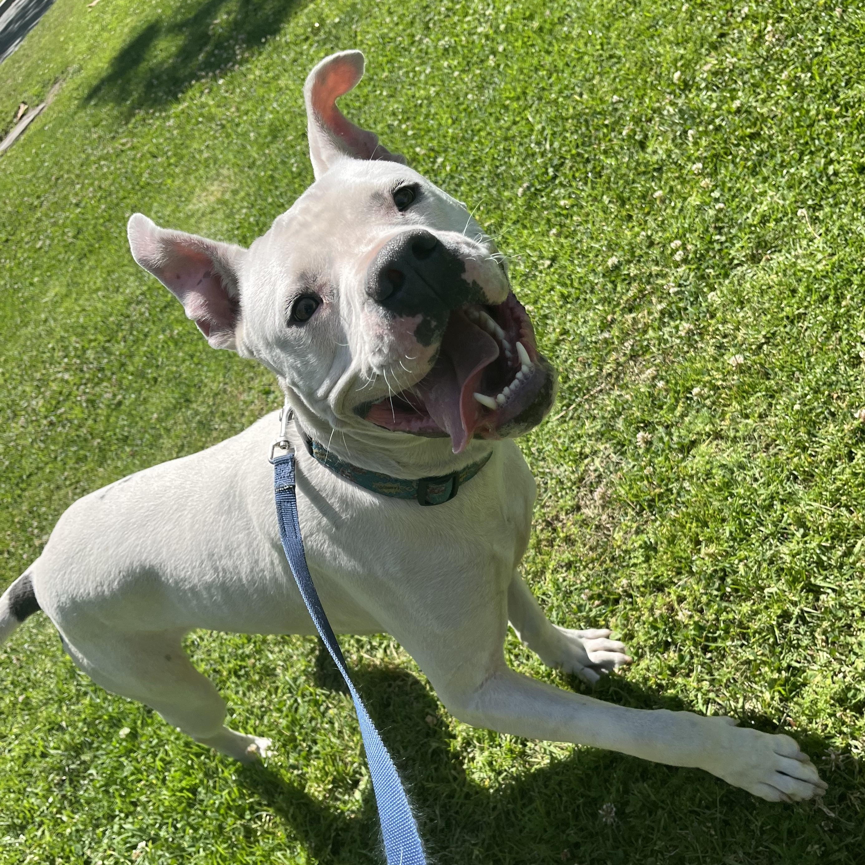 COOKIE, ADOPTABLE, Young Male American Staffordshire Terrier.