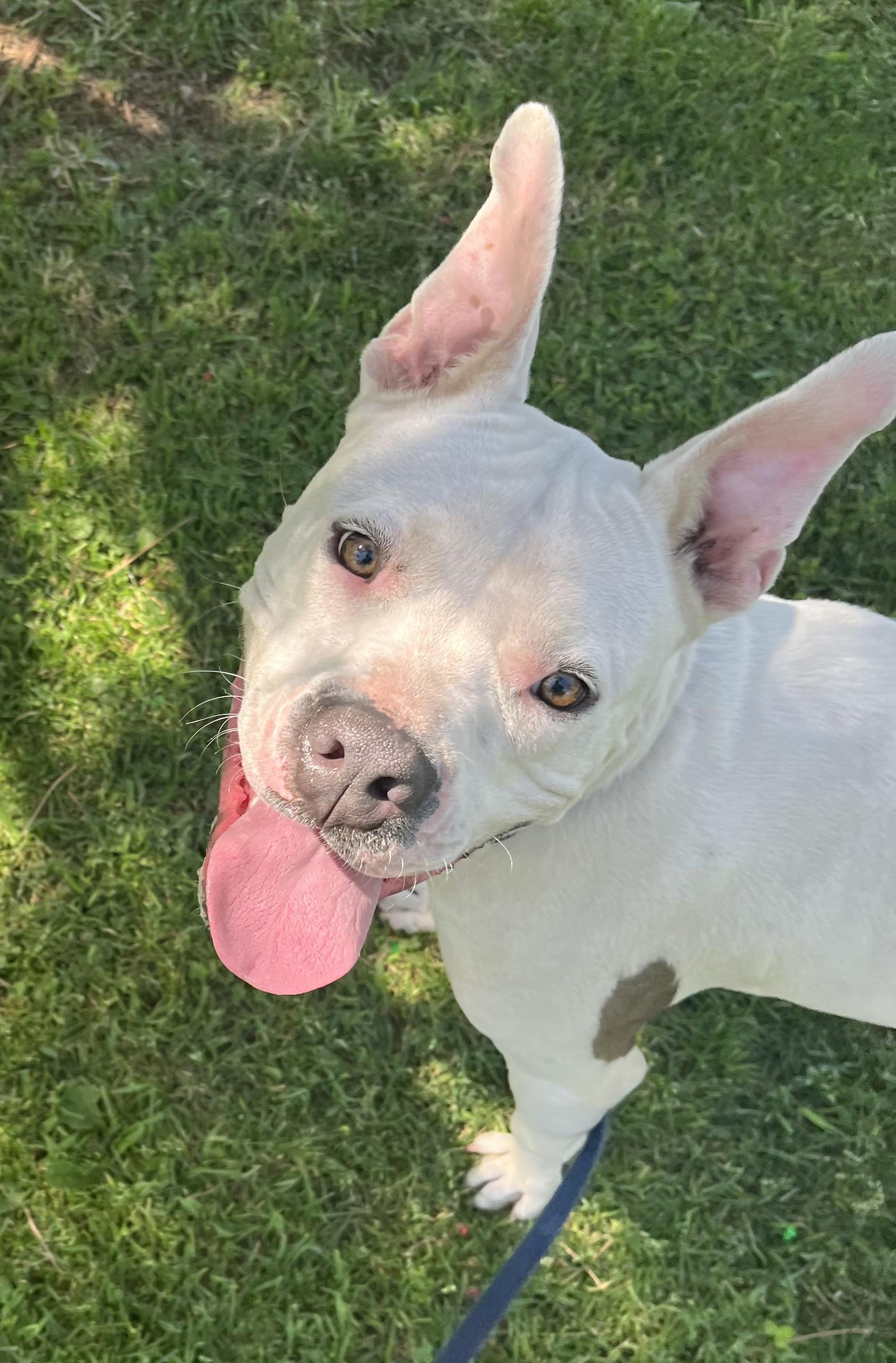 Enlarge COOKIE, a ADOPTABLE American Staffordshire Terrier in Sherman Oaks, CA image 5/5