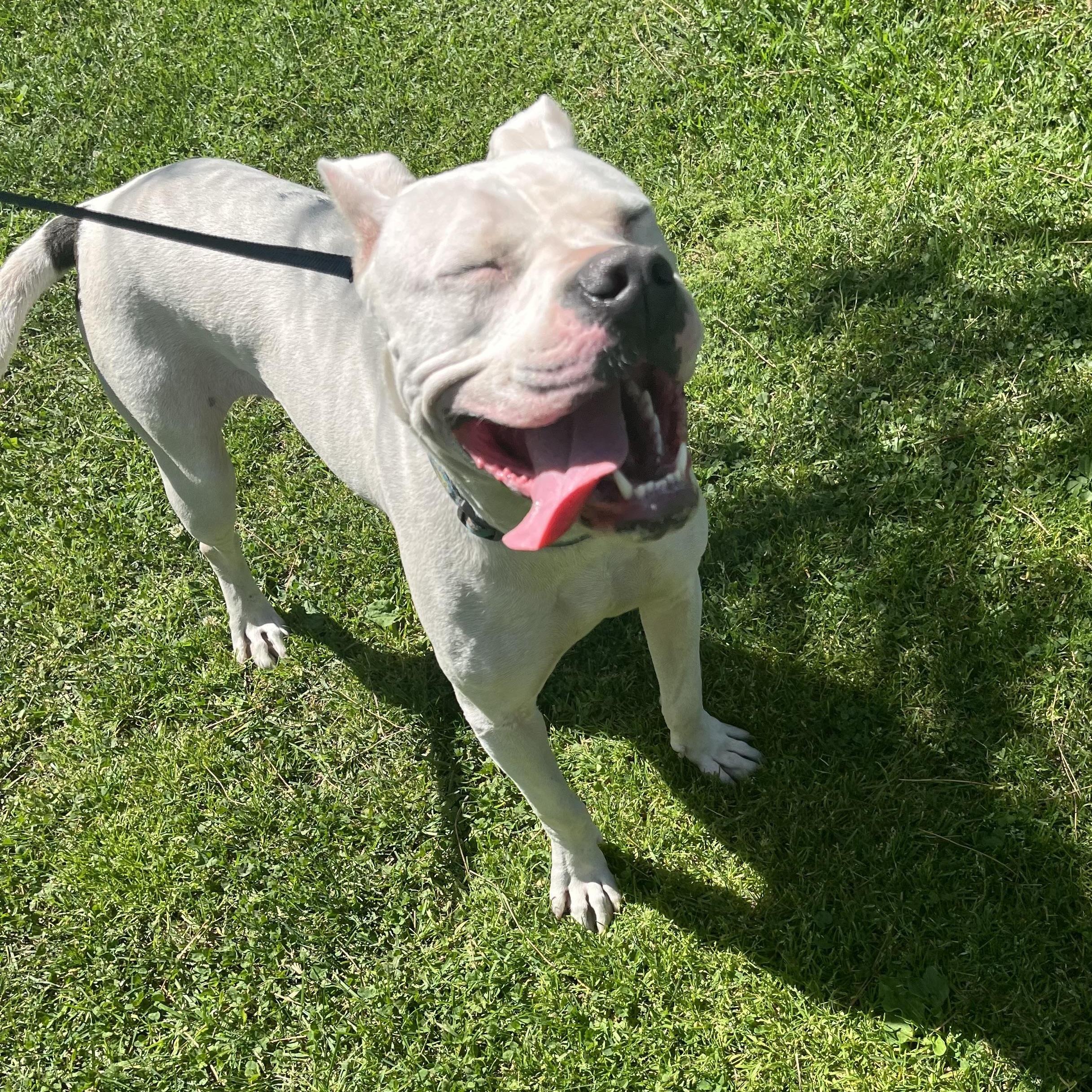 Enlarge COOKIE, a ADOPTABLE American Staffordshire Terrier in Sherman Oaks, CA image 3/5