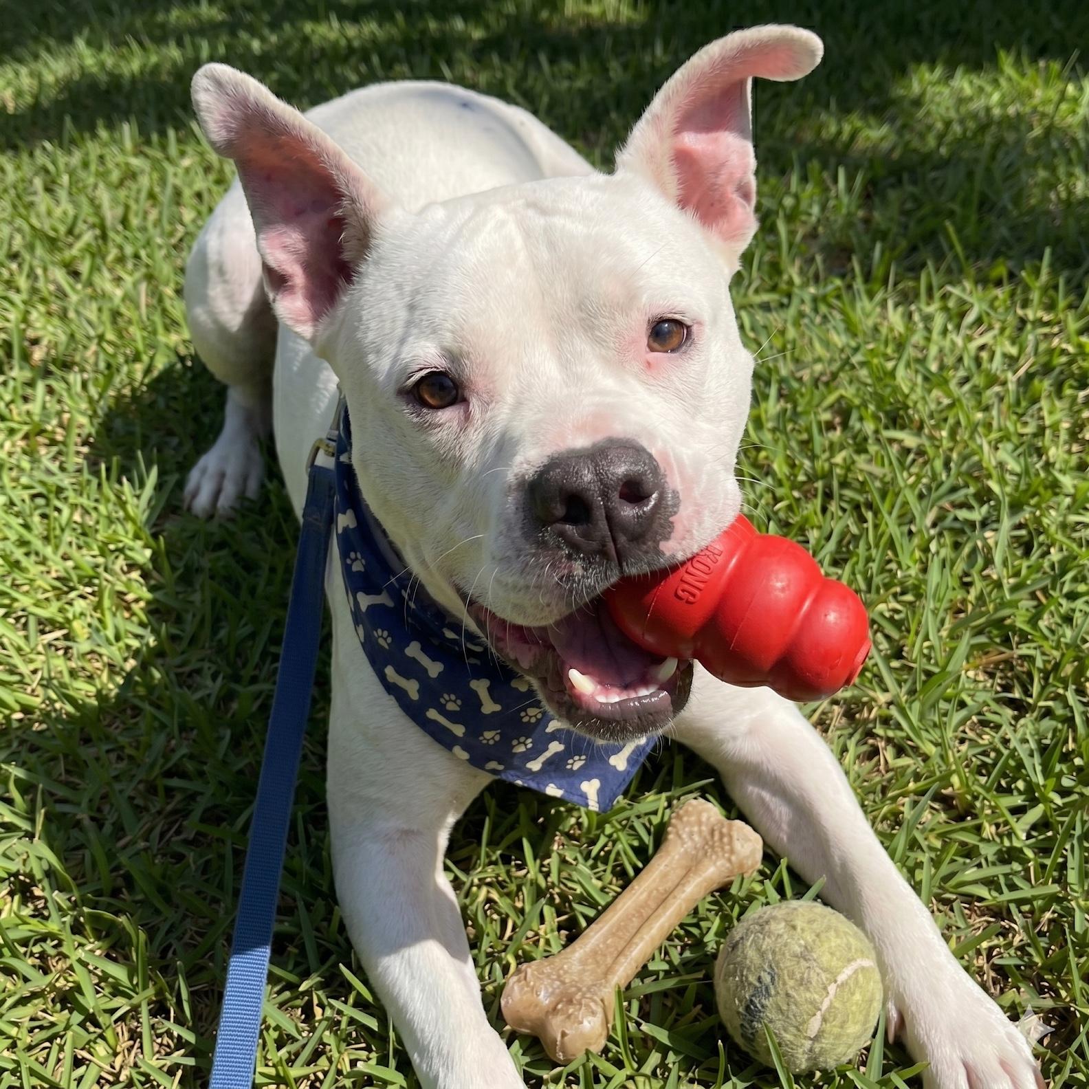 COOKIE - Loves cats & dogs, a ADOPTABLE mixed breed in Sherman Oaks, CA image 6/6