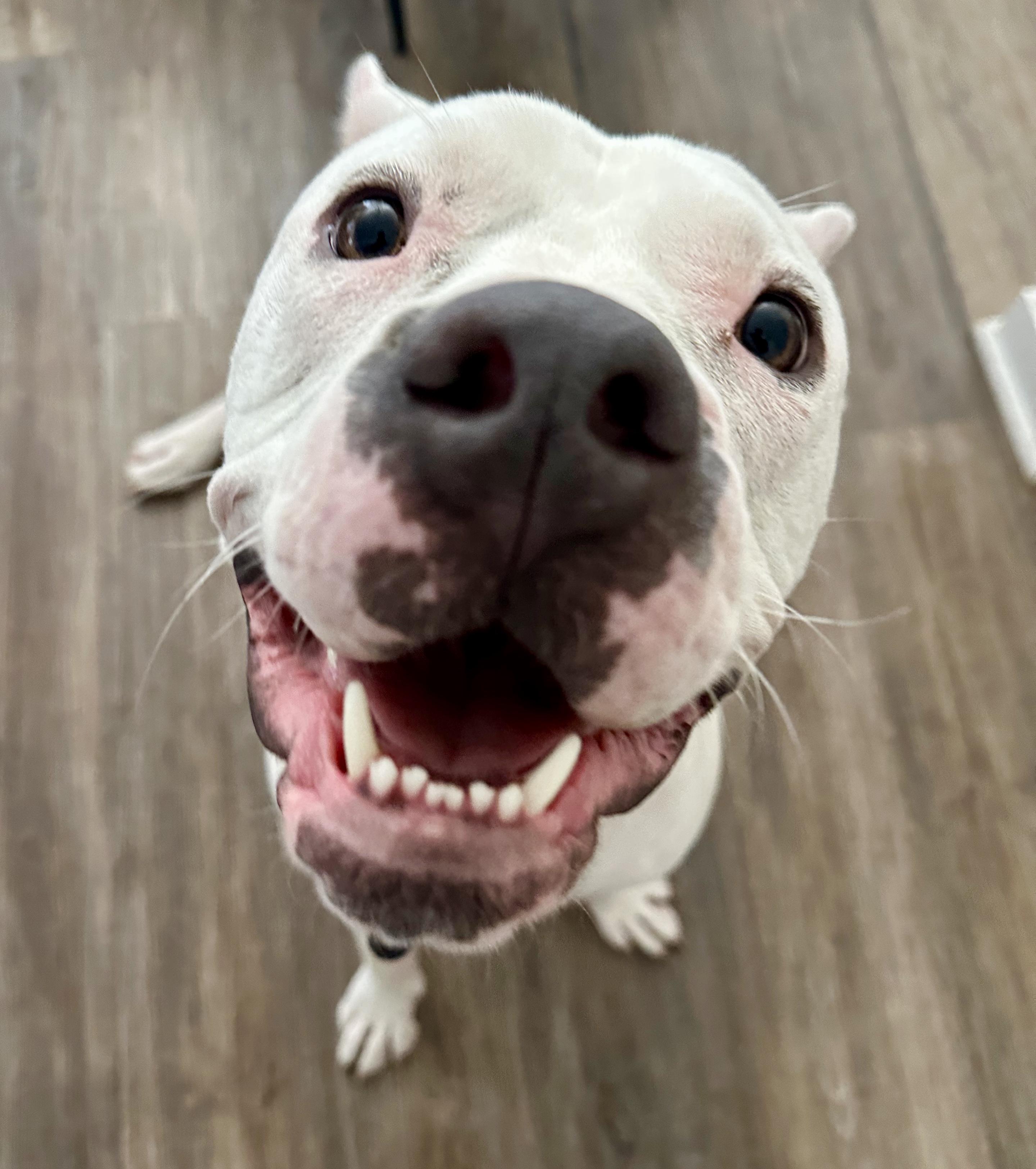 Enlarge COOKIE - Loves cats & dogs, a ADOPTABLE mixed breed in Sherman Oaks, CA image 5/6