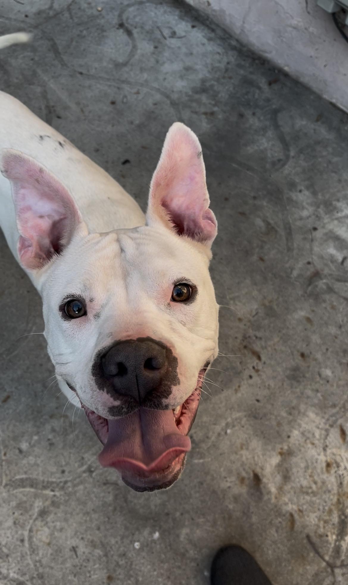 Enlarge COOKIE, a ADOPTABLE American Staffordshire Terrier in Sherman Oaks, CA image 2/5
