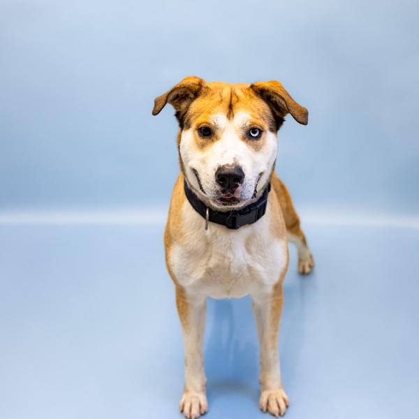 Pen 165c Chase, Adoptable, Adult Male Labrador Retriever.
