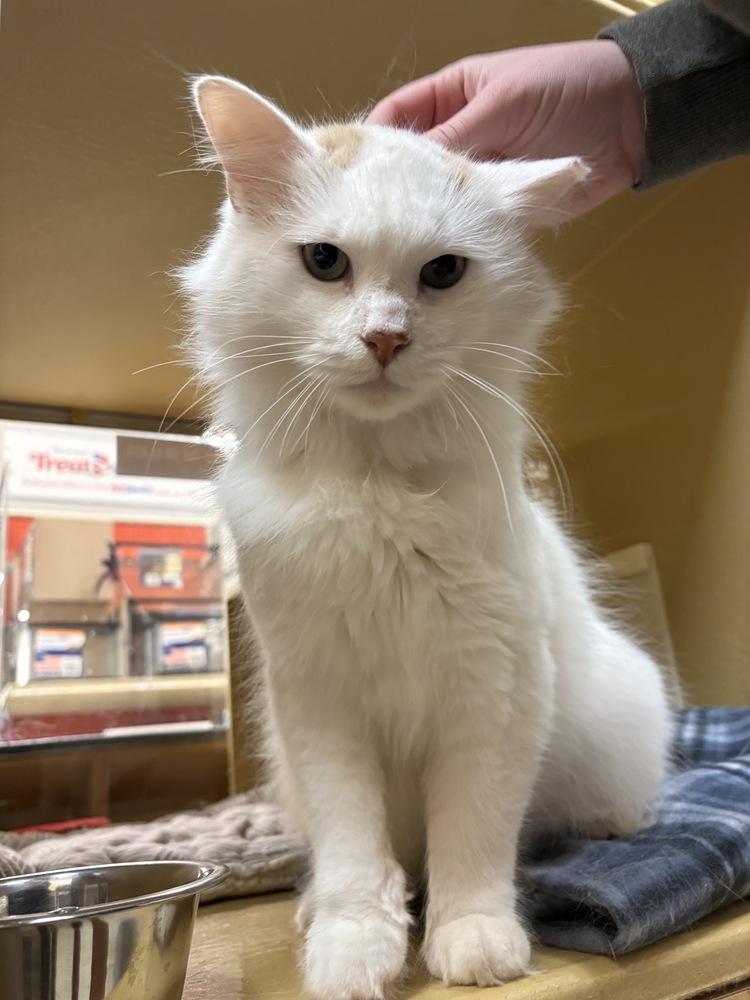 Preston, Adoptable, Adult Male Domestic Medium Hair.