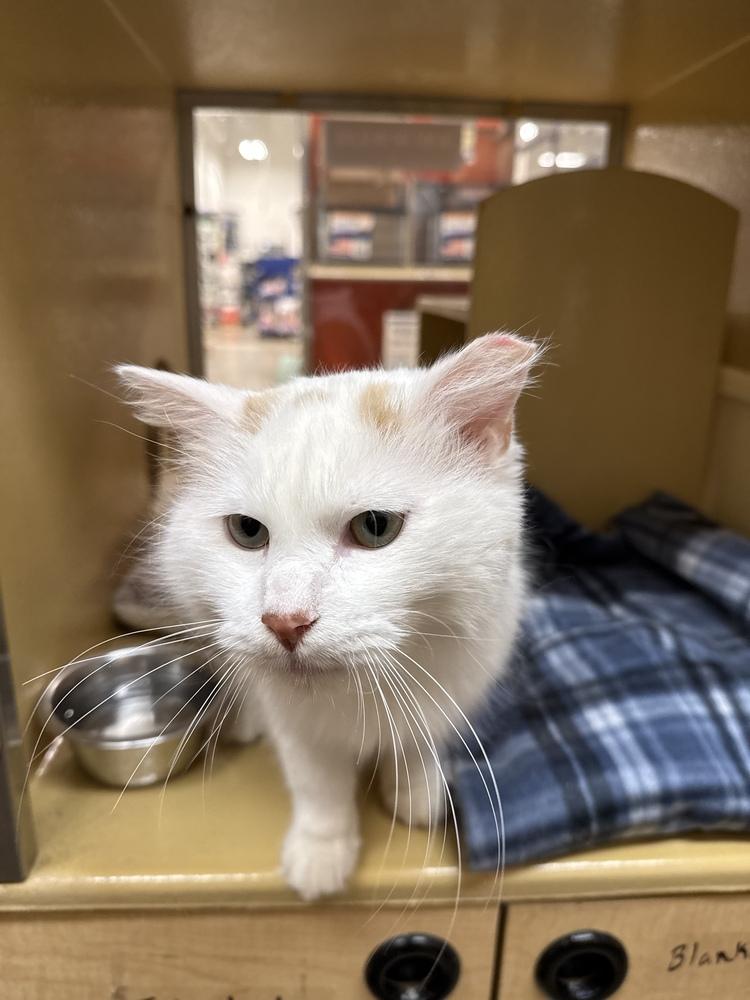 Preston, a Adoptable Domestic Medium Hair in East hartford, CT image 2/5