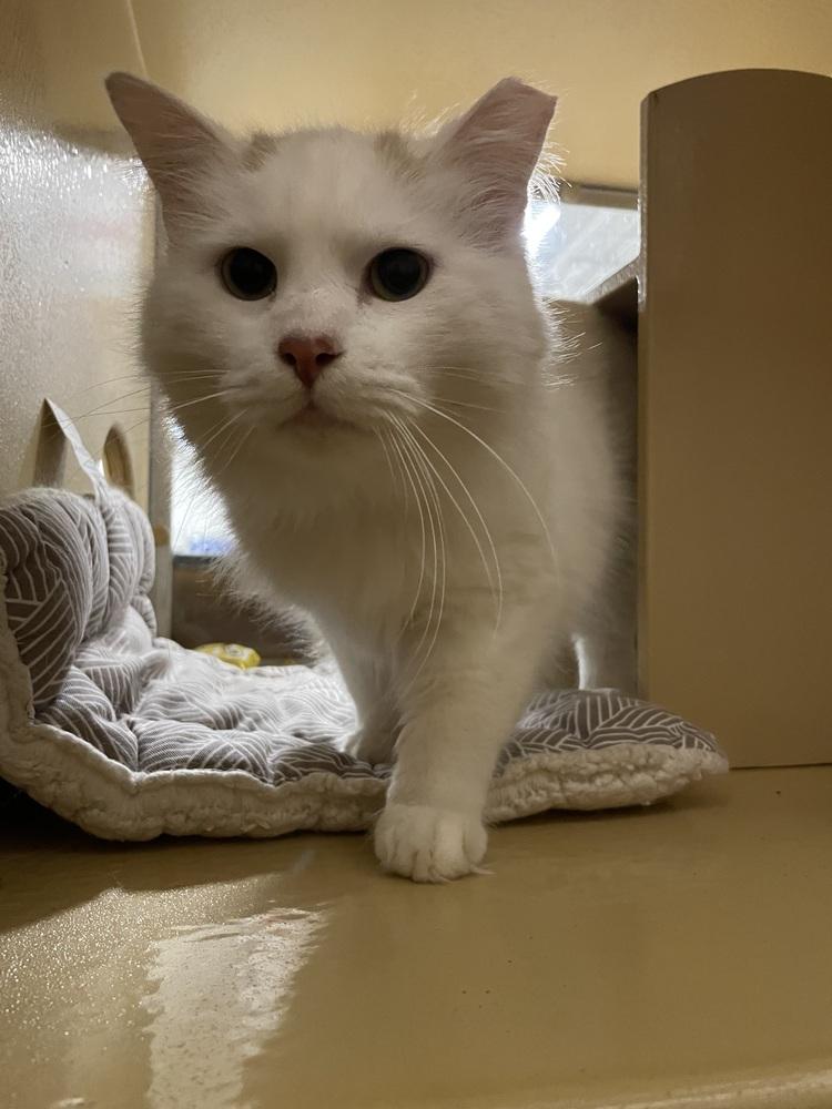 Preston, a Adoptable Domestic Medium Hair in East hartford, CT image 3/5