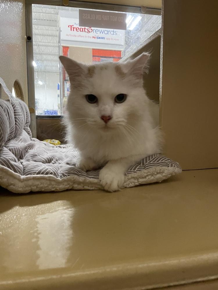 Preston, a Adoptable Domestic Medium Hair in East hartford, CT image 4/5