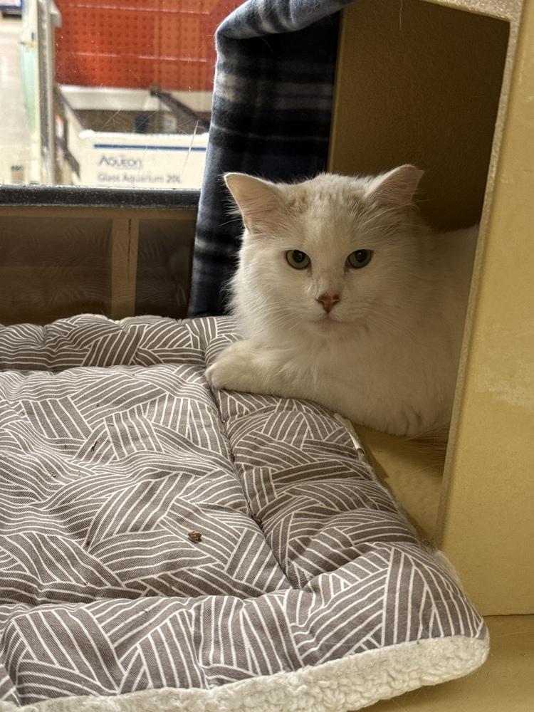 Preston, a Adoptable Domestic Medium Hair in East hartford, CT image 5/5