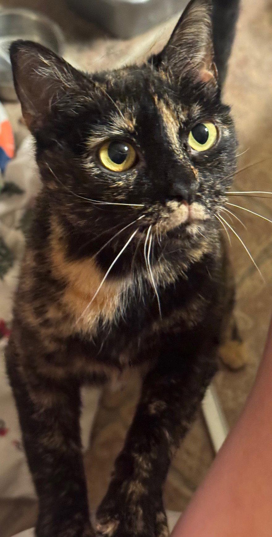 Luna, Adoptable, Young Female Domestic Short Hair.