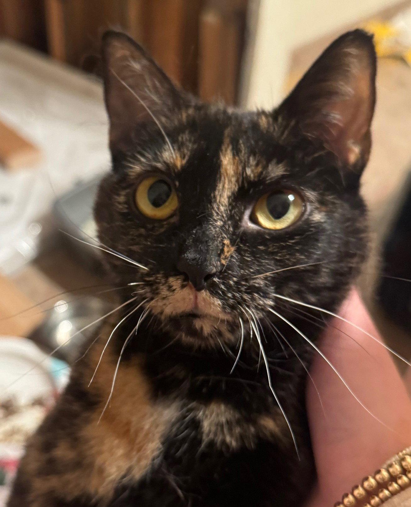 Enlarge Tuesday, a Adoptable Domestic Short Hair in San Jose, CA image 2/3