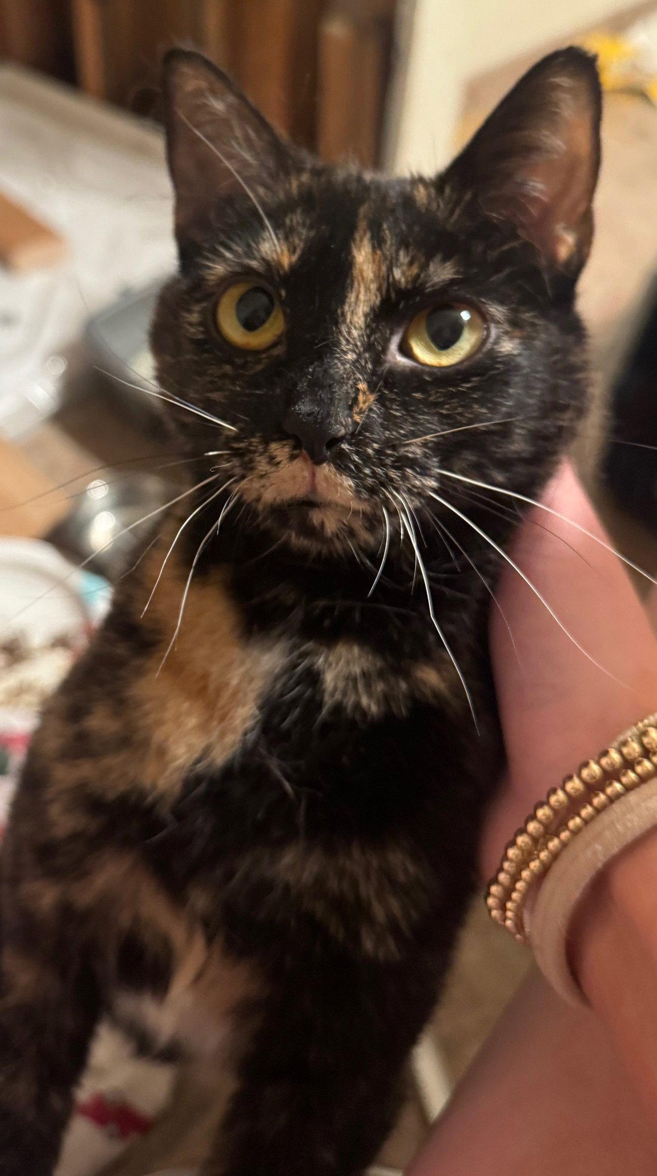 Enlarge Luna, a Adoptable Domestic Short Hair in San Jose, CA image 2/3