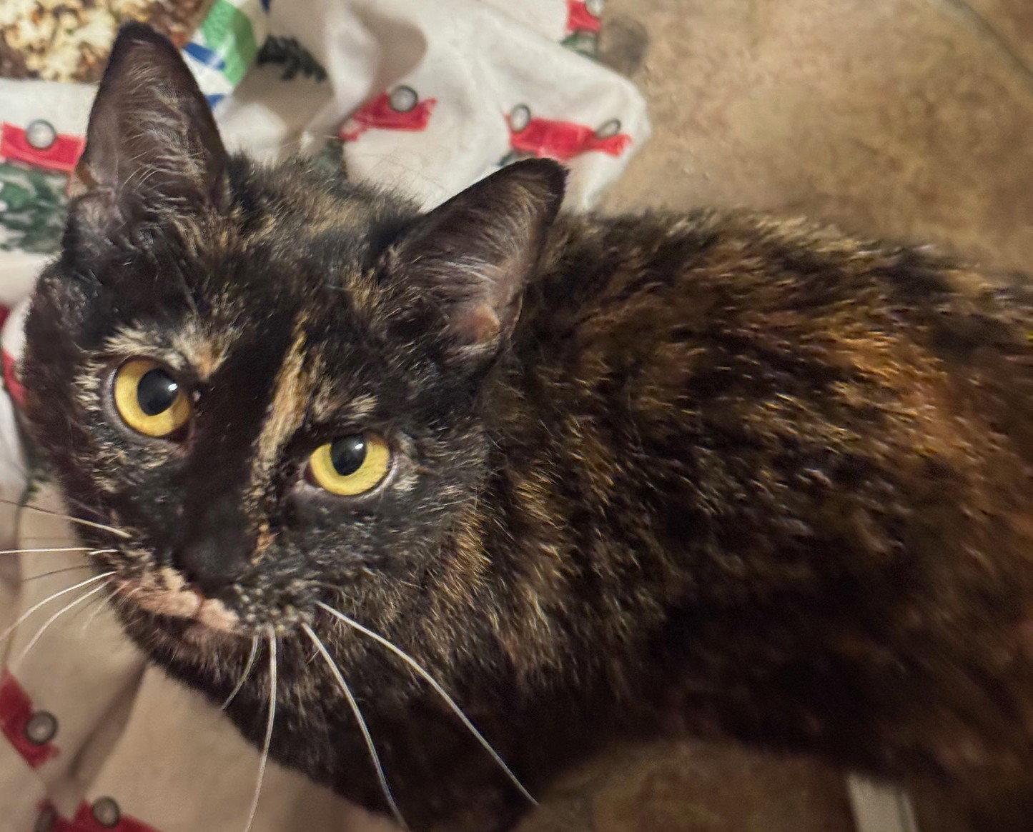 Enlarge Luna, a Adoptable Domestic Short Hair in San Jose, CA image 3/3