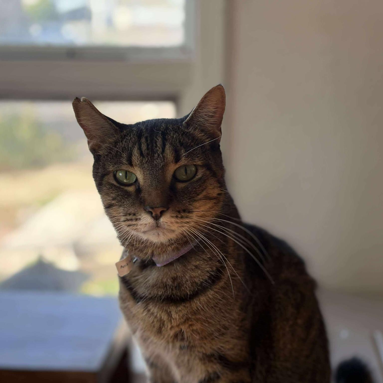 Ambrosia, Adoptable, Adult Female Domestic Short Hair.