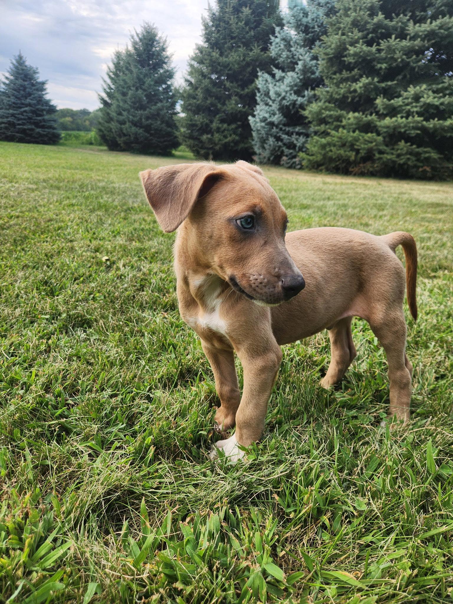 Enlarge Tango, a Adoptable Doberman Pinscher in Minneapolis, MN image 1/2