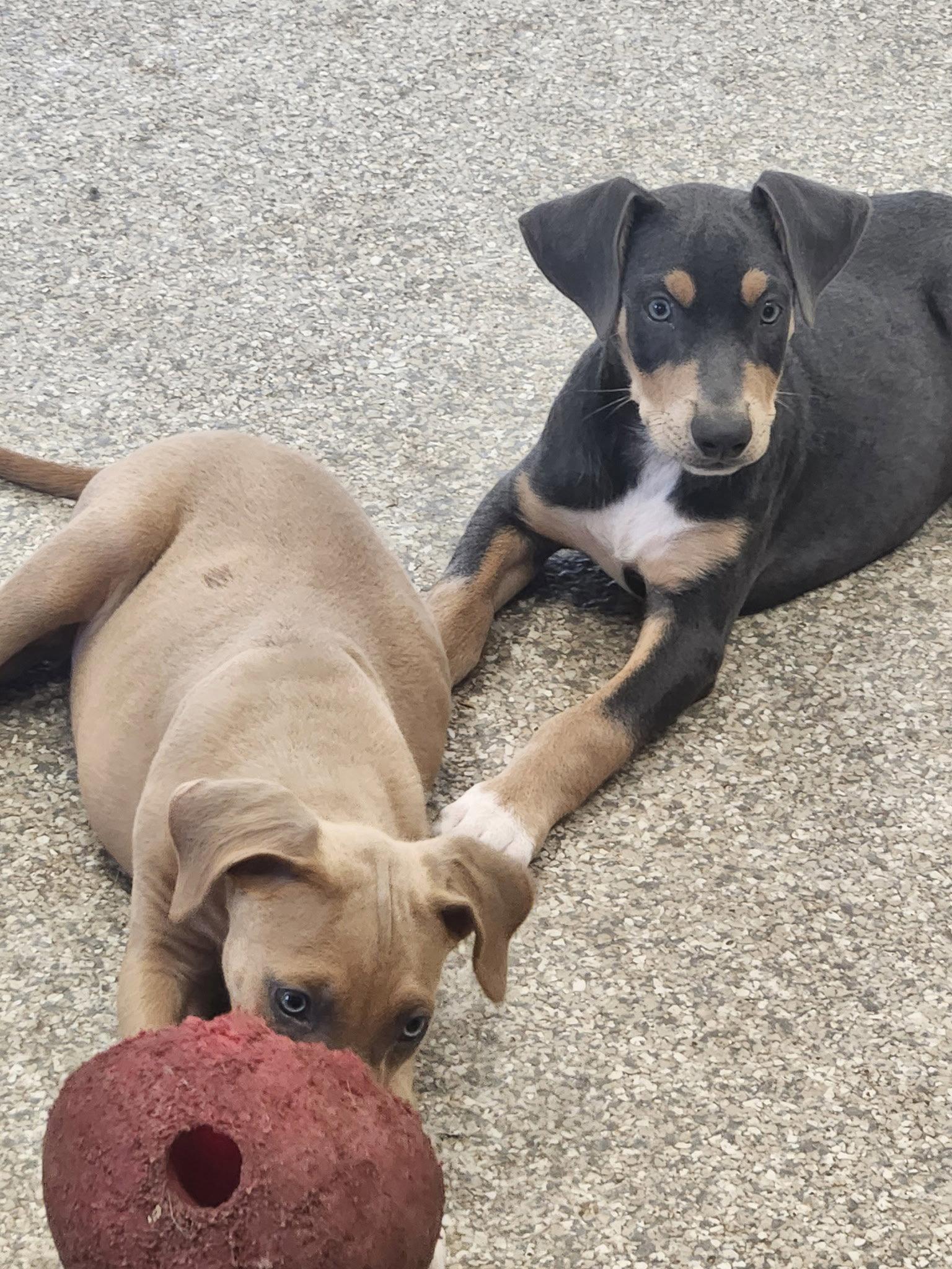 Enlarge Tango, a Adoptable Doberman Pinscher in Minneapolis, MN image 2/2