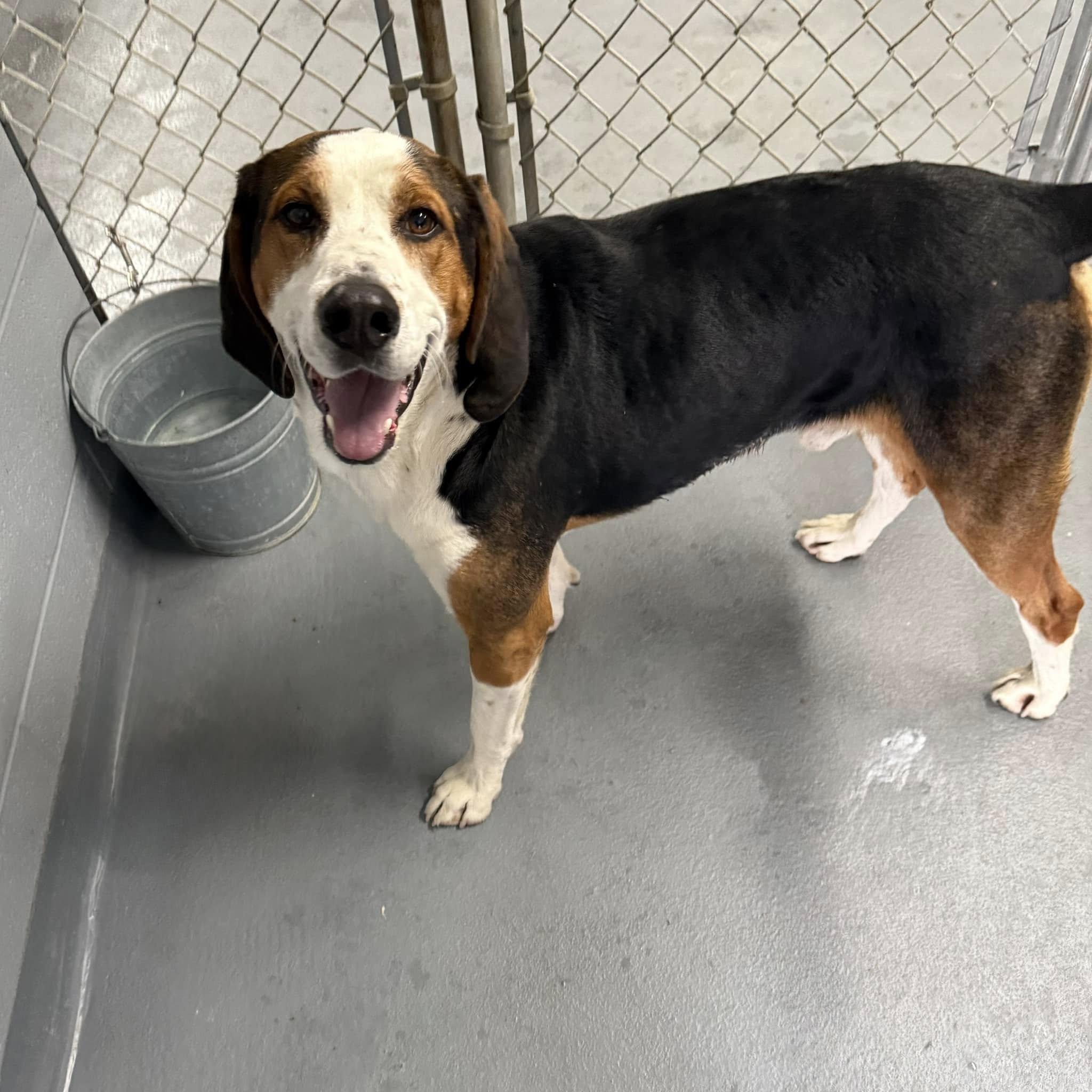 Enlarge PETEY, a Adoptable Treeing Walker Coonhound in Cadiz, OH image 2/3