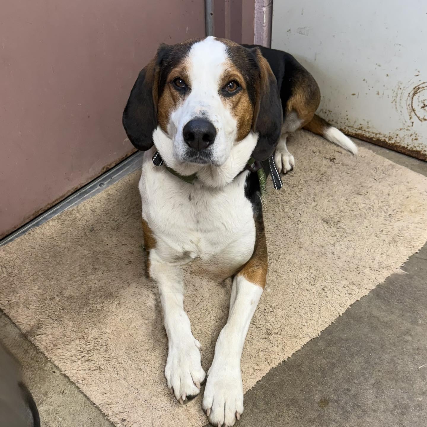 PETEY, Adoptable, Adult Male Treeing Walker Coonhound.