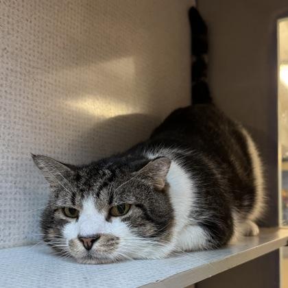 Greg, Adoptable, Adult Male Domestic Short Hair.