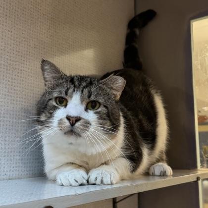 Enlarge Greg, a Adoptable mixed breed in Richmond, VA image 3/3