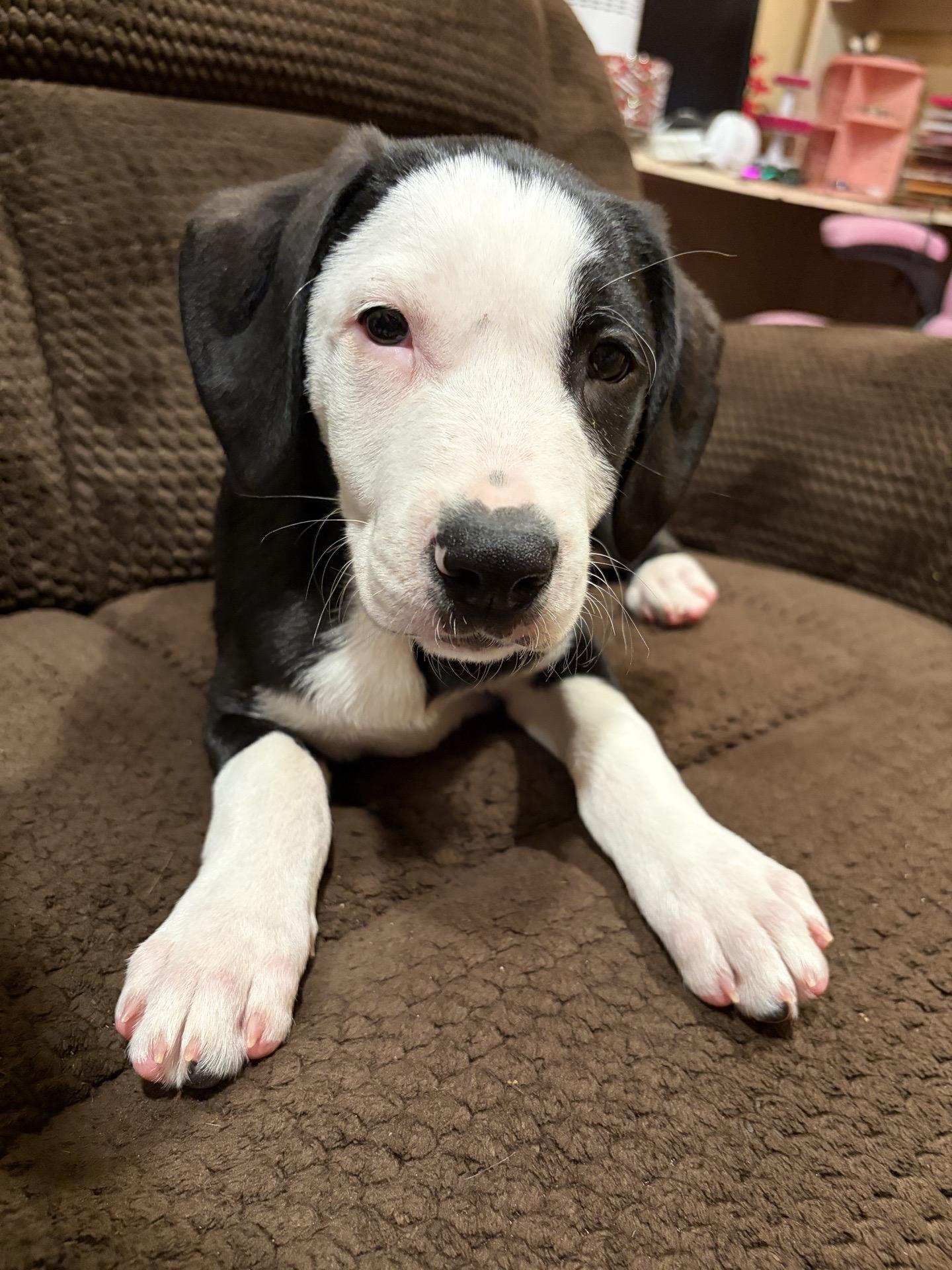 Enlarge Lincoln, a Adoptable mixed breed in Copiague, NY image 2/3