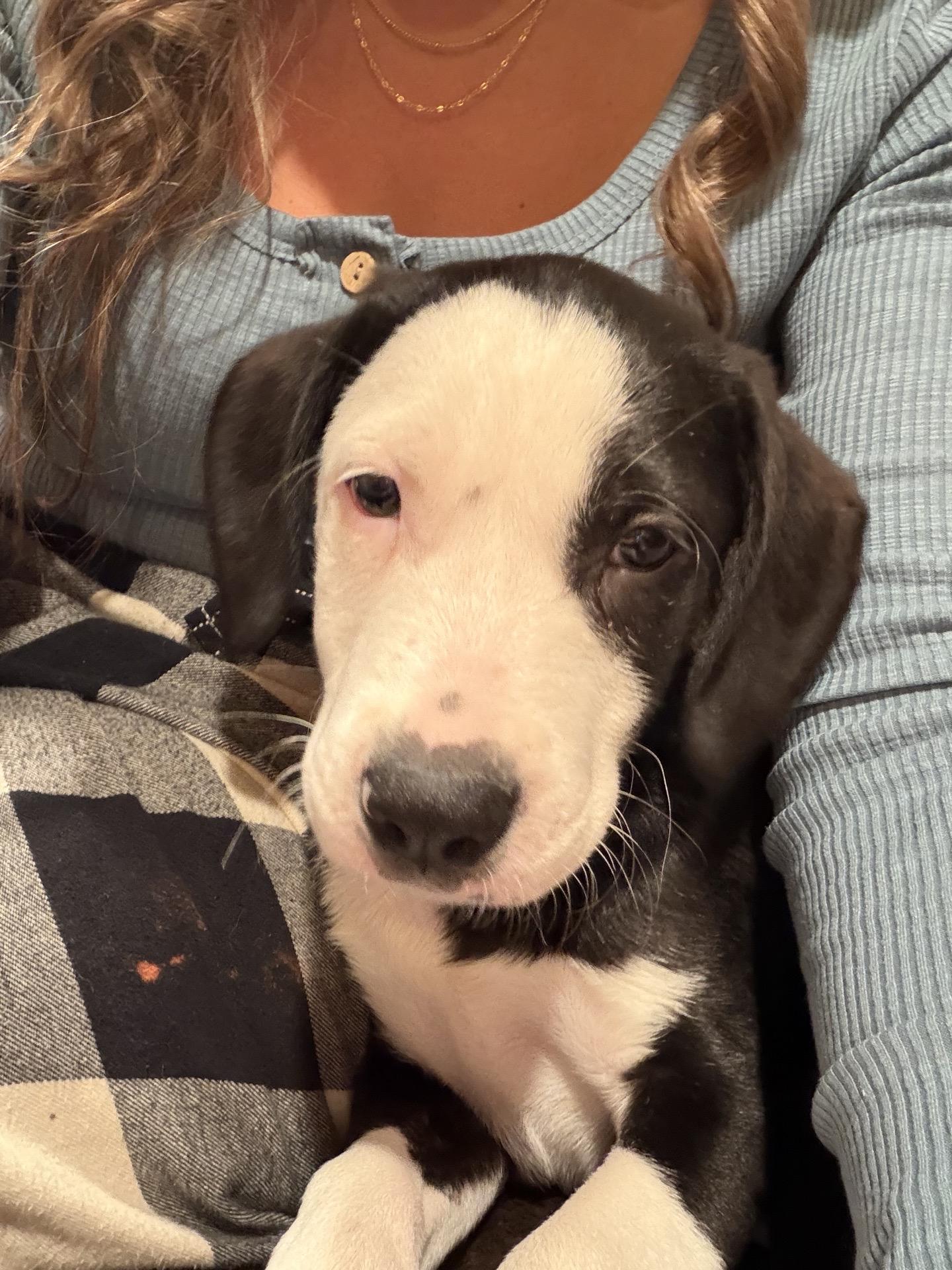 Enlarge Lincoln, a Adoptable mixed breed in Copiague, NY image 3/3