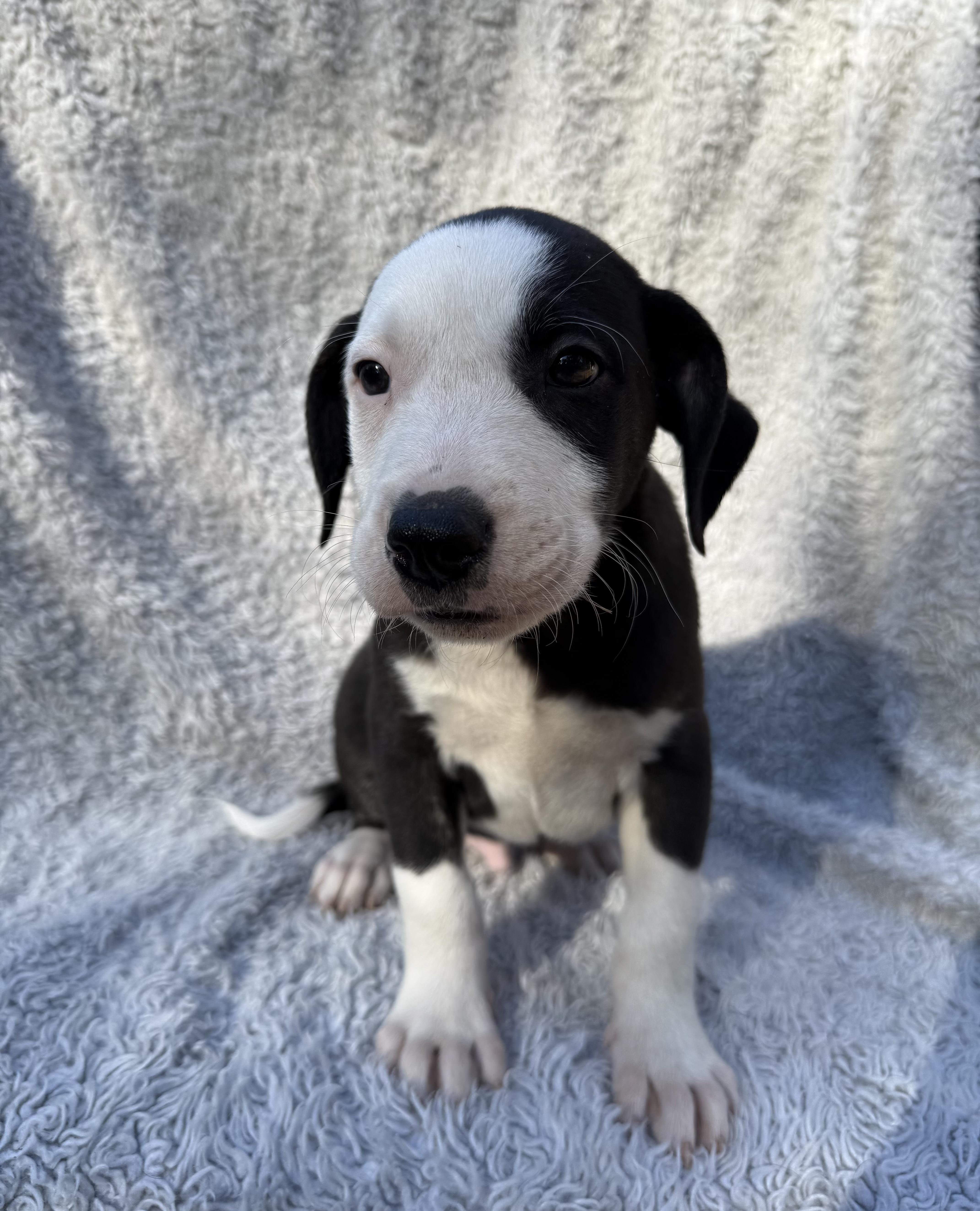 Lincoln, Adoptable, Puppy Male Border Collie.