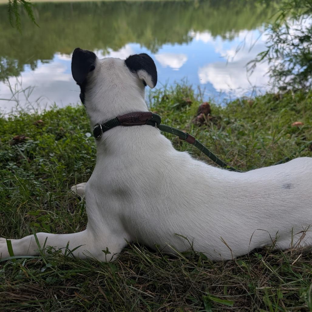 Enlarge Dude 27996, a Adoptable Mixed Breed in Middleburg, FL image 2/5