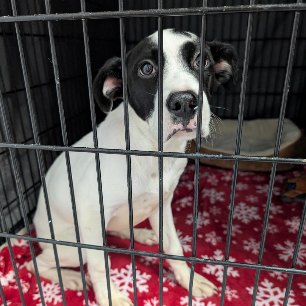 Enlarge Dude 27996, a Adoptable Mixed Breed in Middleburg, FL image 3/5