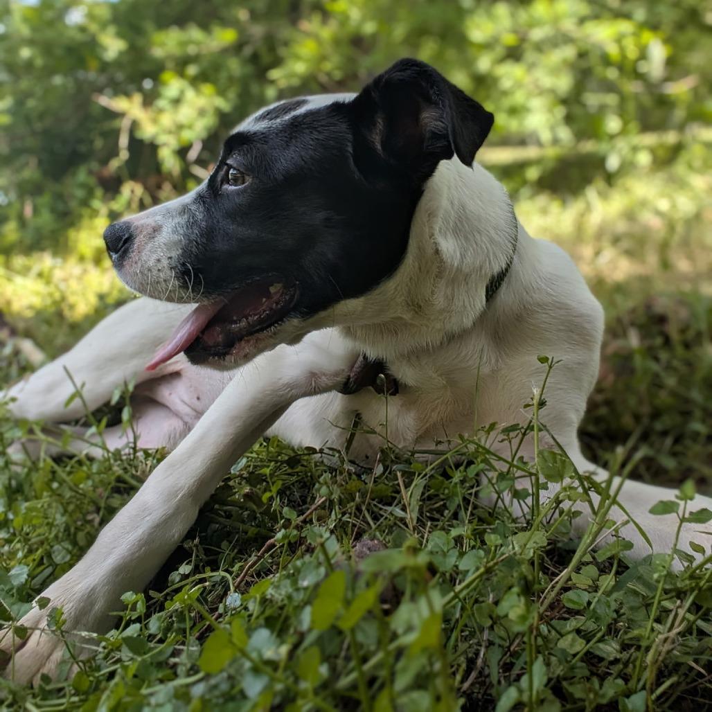 Enlarge Dude 27996, a Adoptable Mixed Breed in Middleburg, FL image 4/5