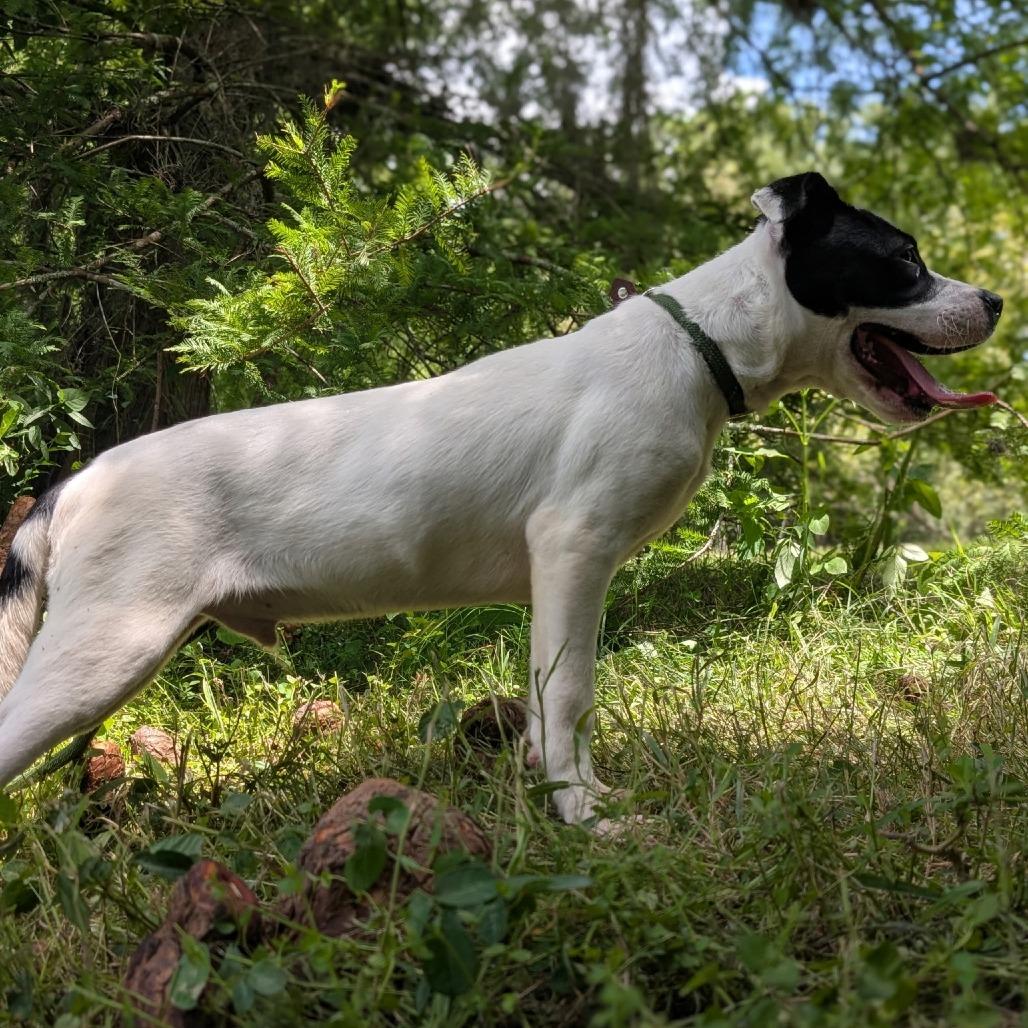 Enlarge Dude 27996, a Adoptable Mixed Breed in Middleburg, FL image 5/5