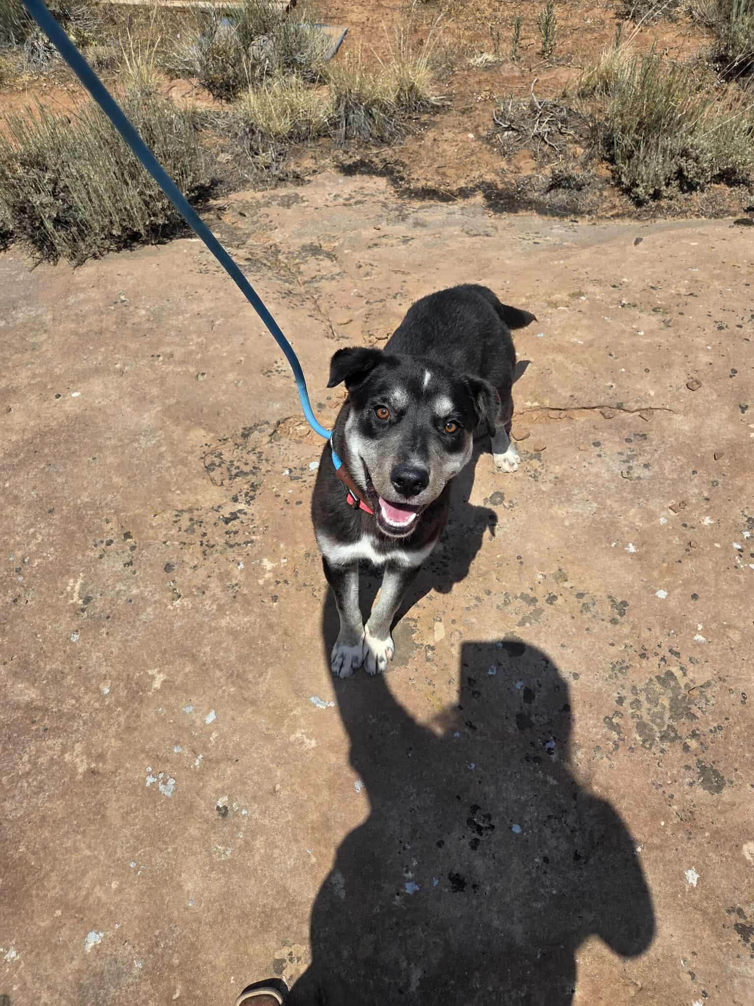 Nelly, an adoptable Mixed Breed in Roosevelt, UT, 84066 | Photo Image 2