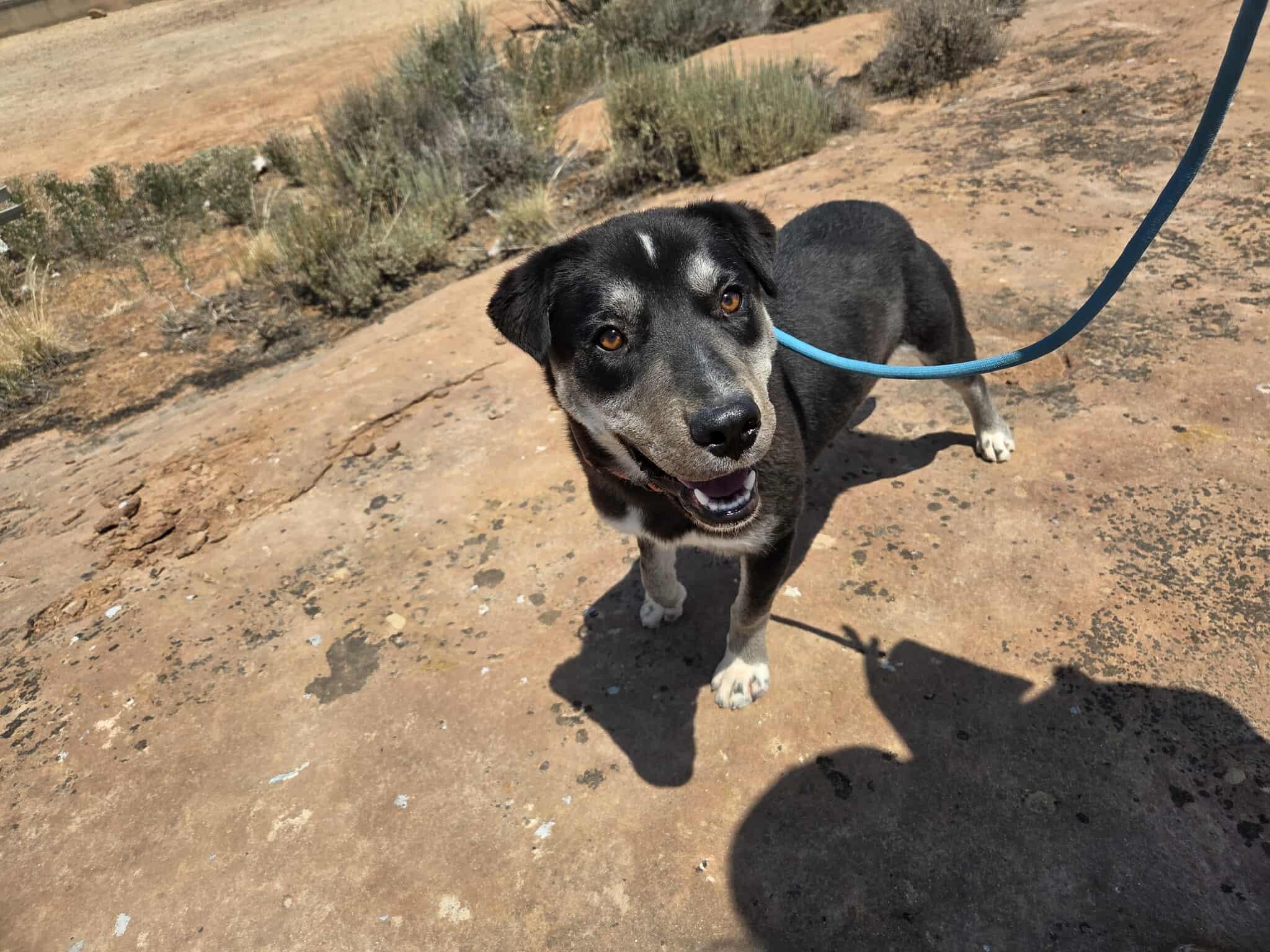 Nelly, an adoptable Mixed Breed in Roosevelt, UT, 84066 | Photo Image 1