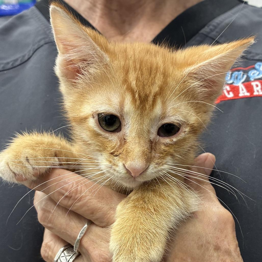 Crush, Adoptable, Kitten Male Domestic Short Hair.