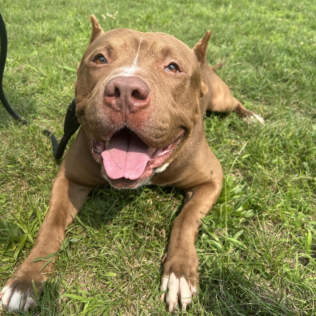 Haze, Adoptable, Adult Male Mixed Breed.