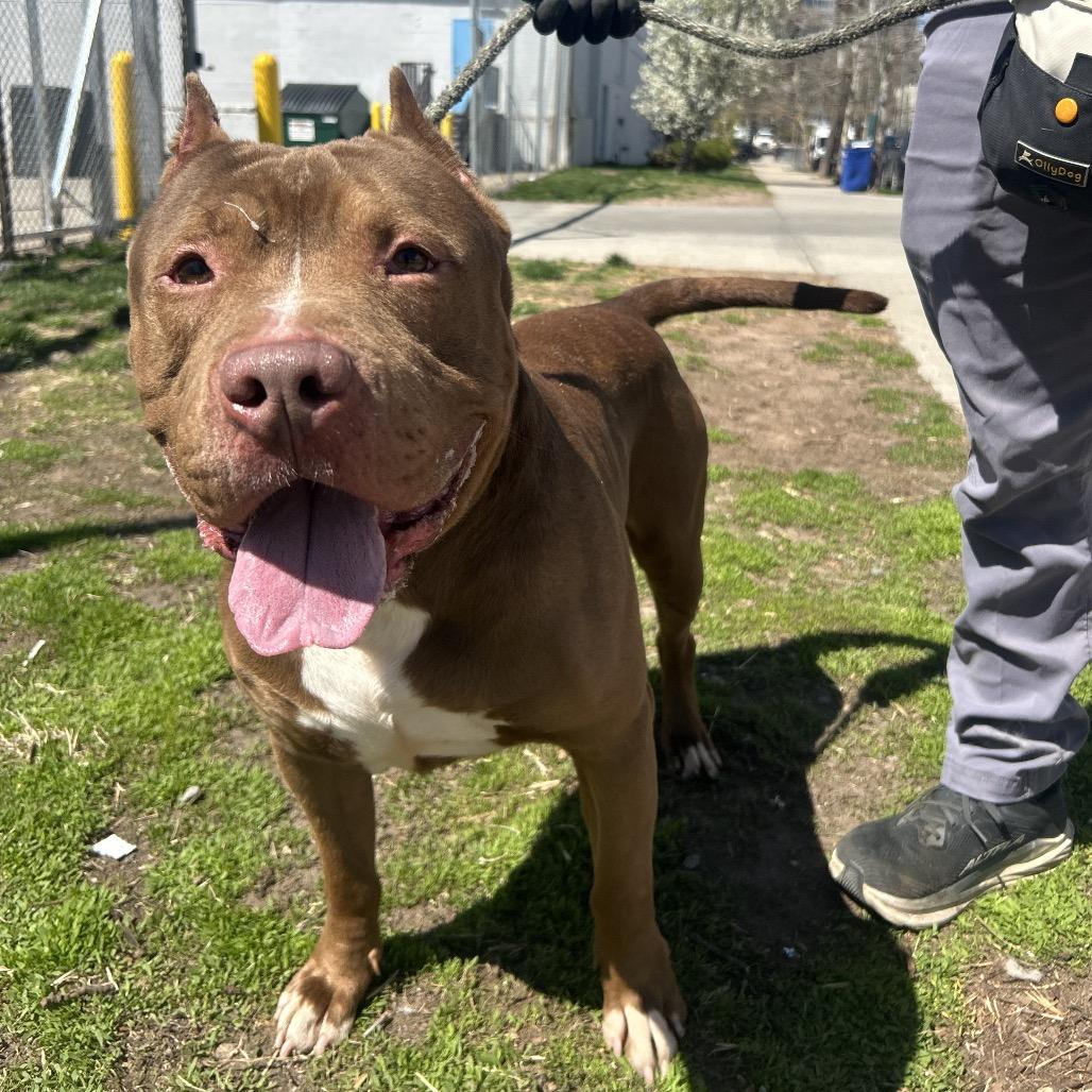 Haze, a Adoptable Mixed Breed in Newark, NJ image 1/6