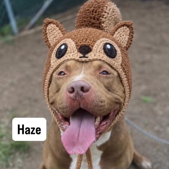 Enlarge Haze, a Adoptable Mixed Breed in Newark, NJ image 3/6