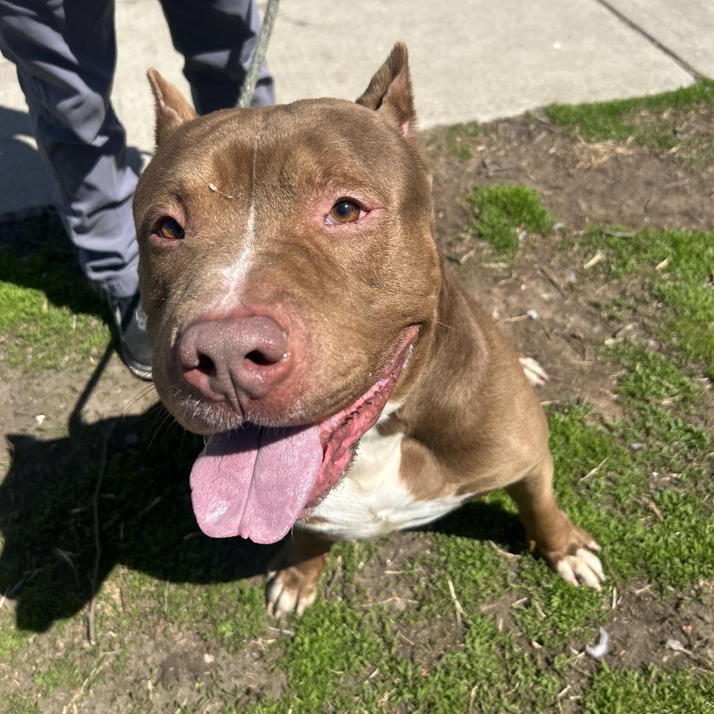 Haze, a Adoptable Mixed Breed in Newark, NJ image 2/6