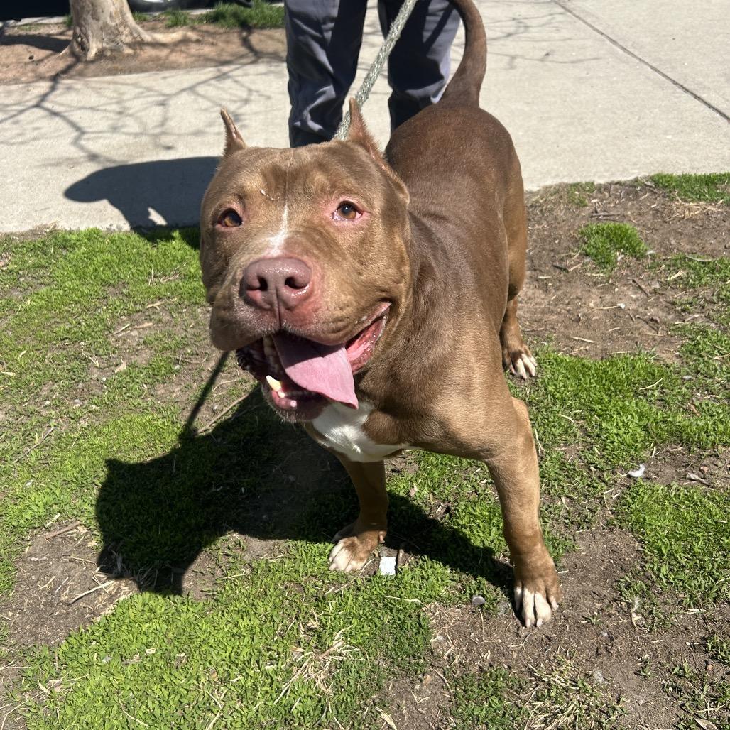 Haze, a Adoptable Mixed Breed in Newark, NJ image 3/6