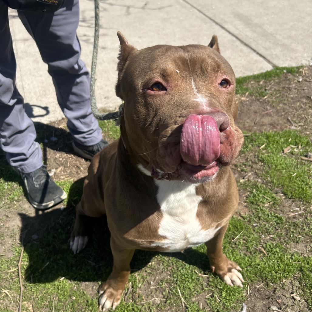 Haze, a Adoptable Mixed Breed in Newark, NJ image 4/6