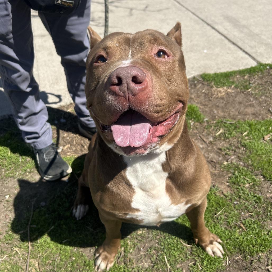 Haze, a Adoptable Mixed Breed in Newark, NJ image 5/6