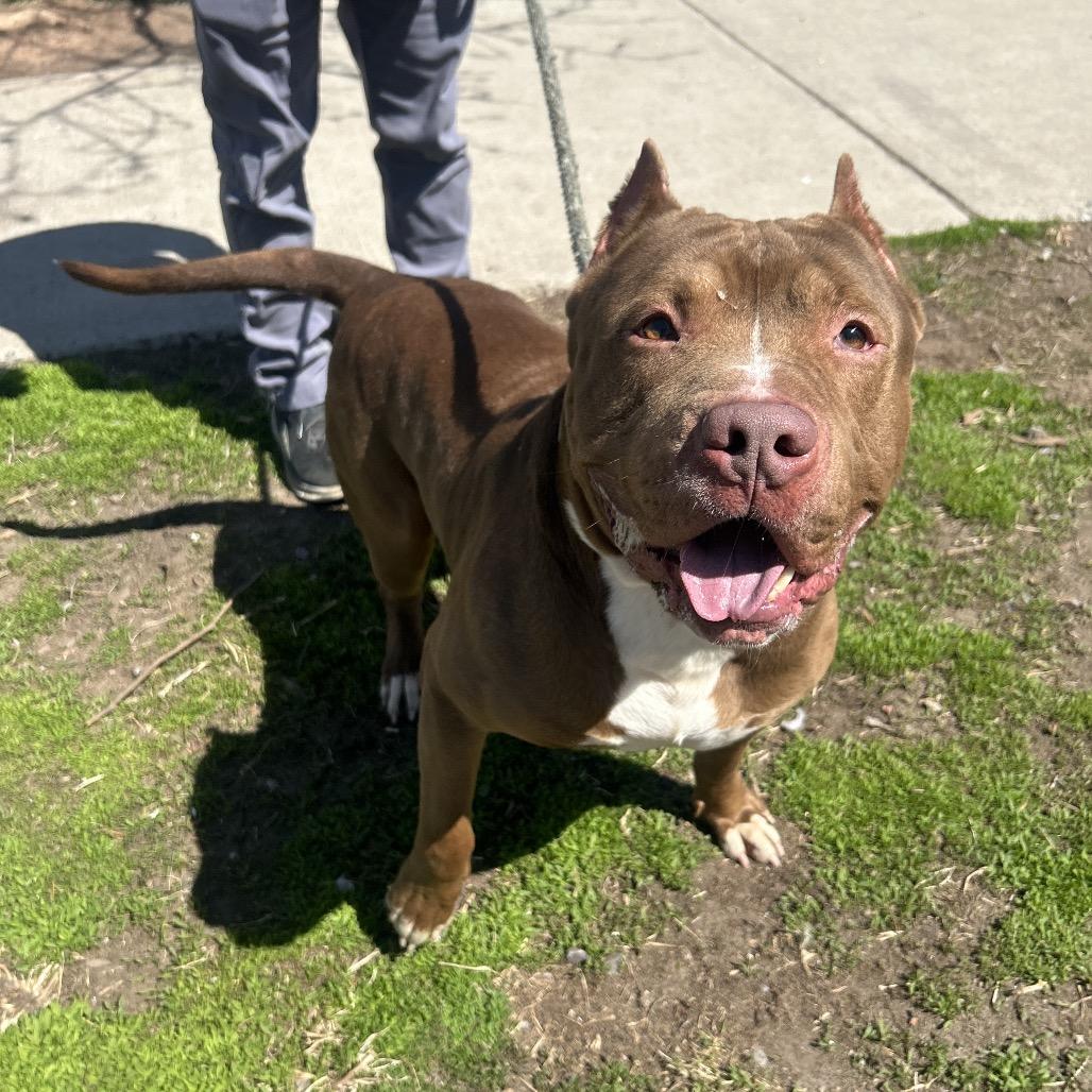 Haze, a Adoptable Mixed Breed in Newark, NJ image 6/6