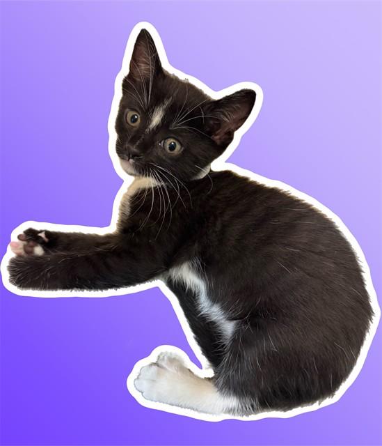 Enlarge FELICIA, a Adoptable Domestic Short Hair in Sarasota, FL image 1/1