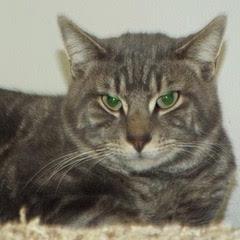Chowder, Young Male unknown
