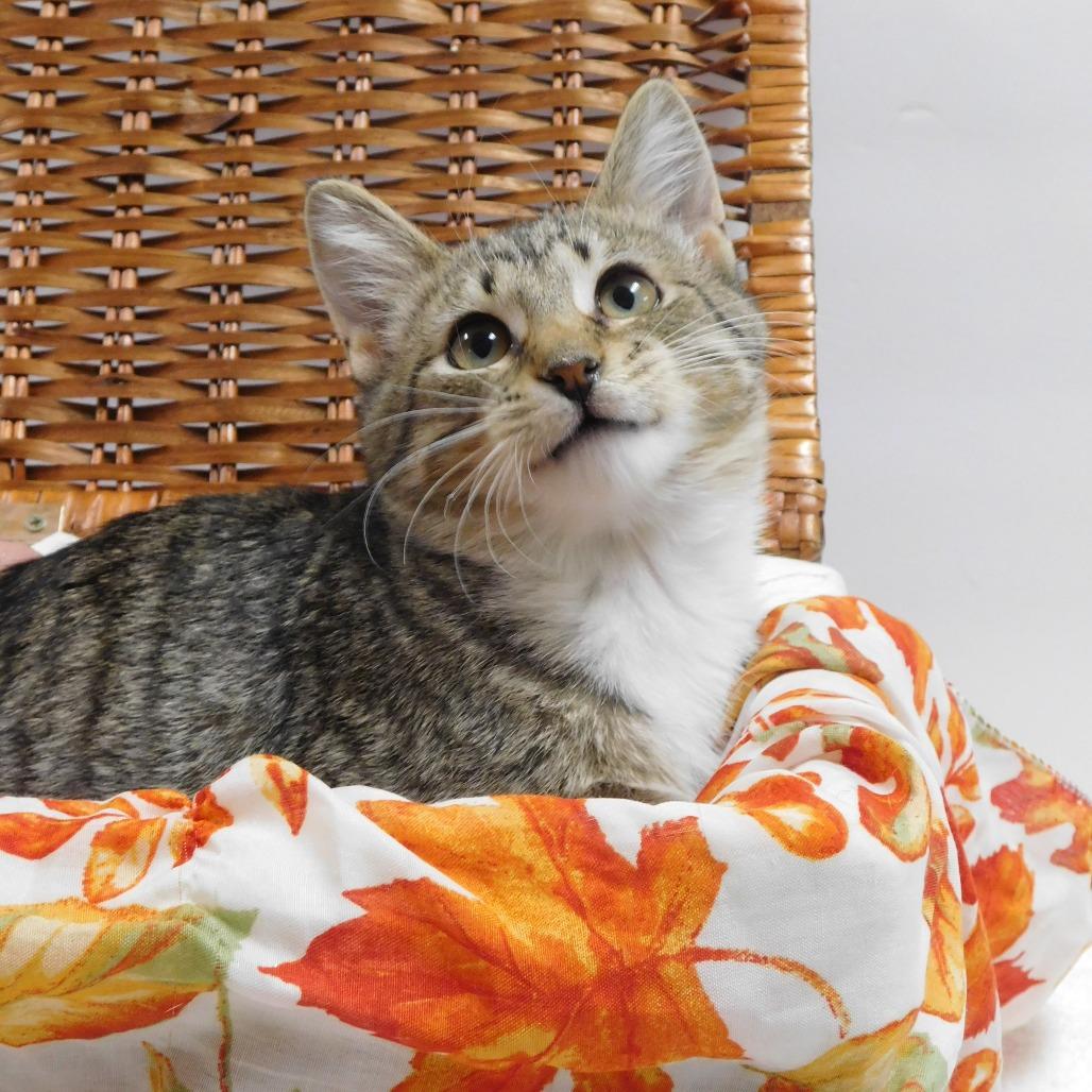 Enlarge Eskimo, a Adoptable Domestic Short Hair in Canton, IL image 1/6