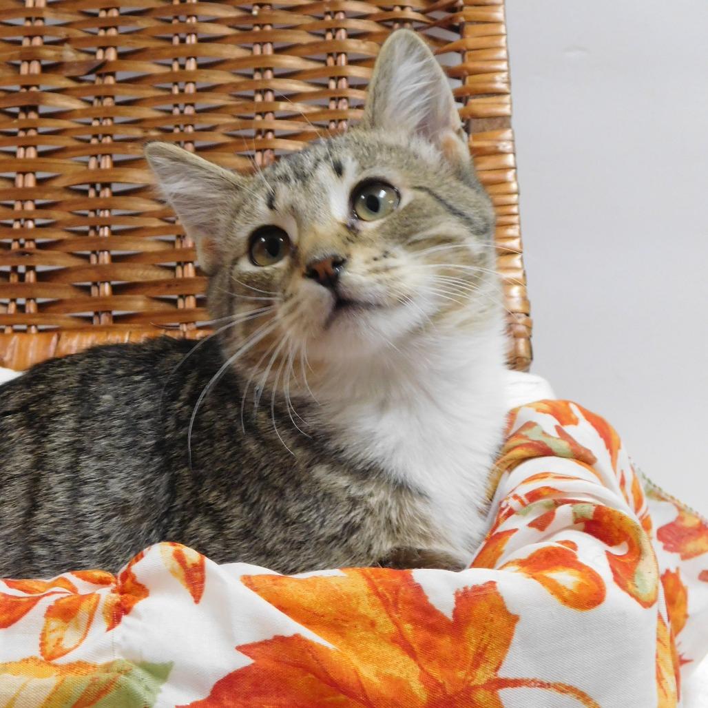 Enlarge Eskimo, a Adoptable Domestic Short Hair in Canton, IL image 3/6